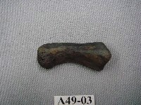 藏品(虎第二指骨)的圖片